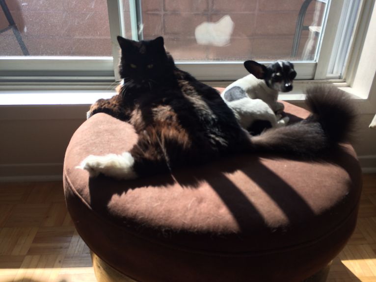 They looove the morning sun :)