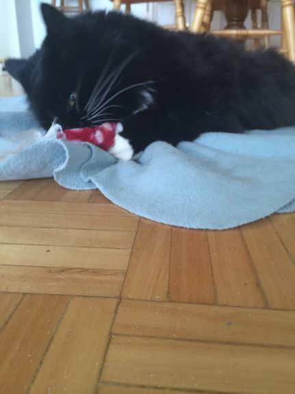 Playing with his new catnip toy!
