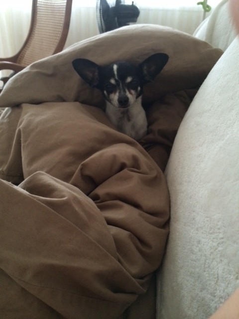 Vinny's bro Milo, burrowing in the duvet. :) <3 Cuddling watching movies with us on the couch!