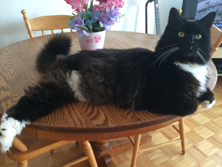 Handsome boy, sitting a bit smug on the table. :)